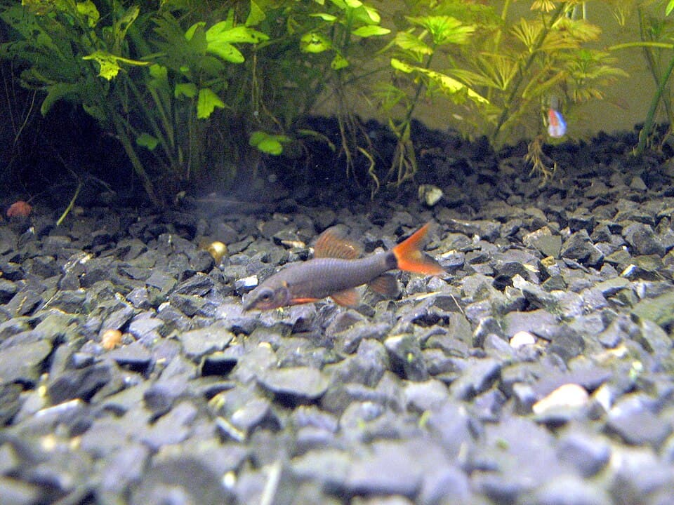 Rainbow Shark
