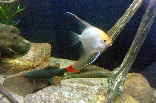 Red Tail Shark
