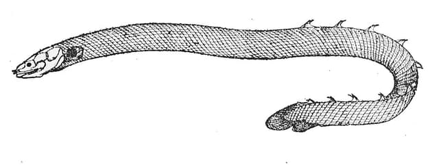 Rope Fish