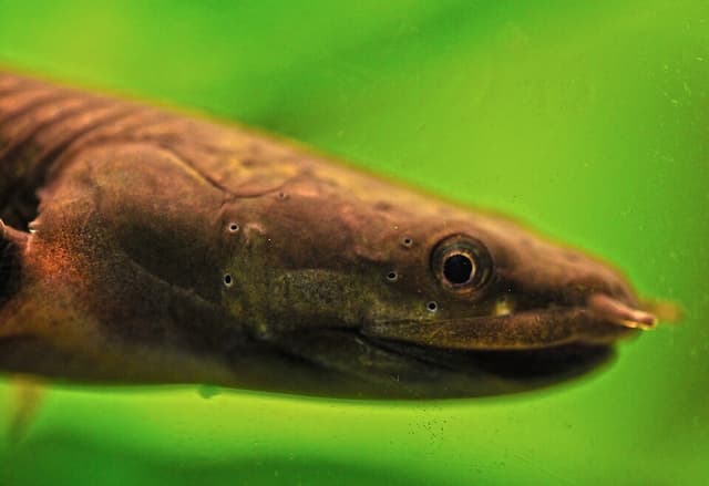 Rope Fish
