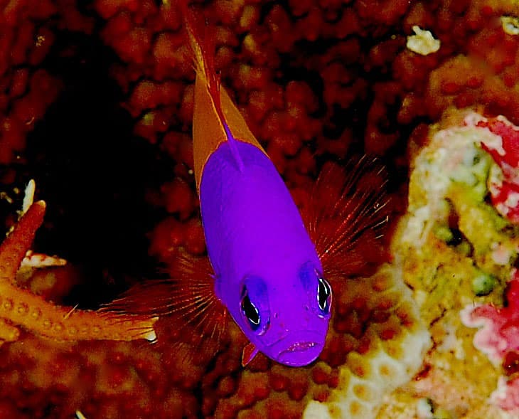 Royal Dottyback