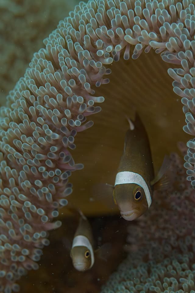 Saddleback Clownfish