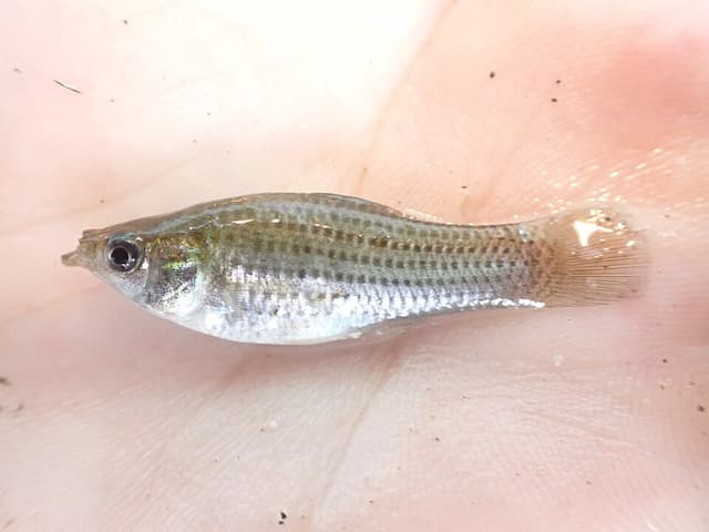 Sailfin Molly