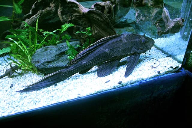 Sailfin Pleco