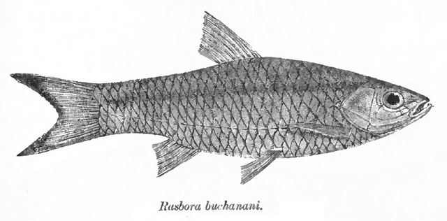 Scissortail Rasbora