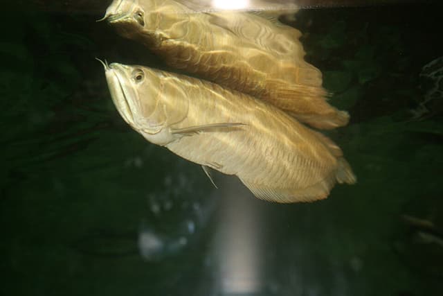 Silver Arowana