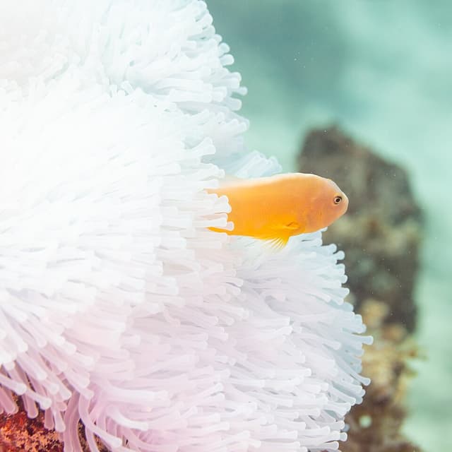 Skunk Clownfish
