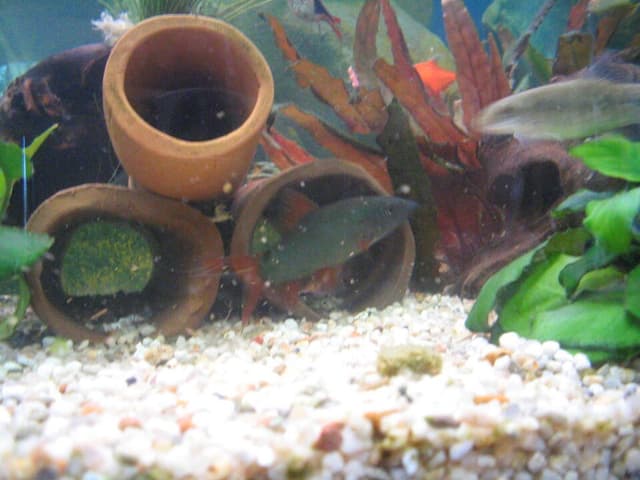 Skunk Loach