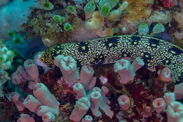 Snowflake Eel