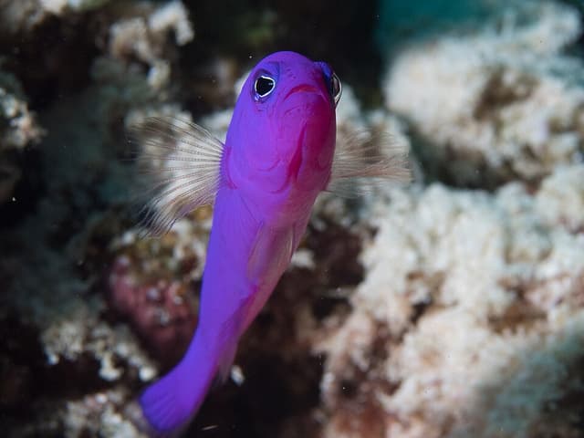 Strawberry Dottyback
