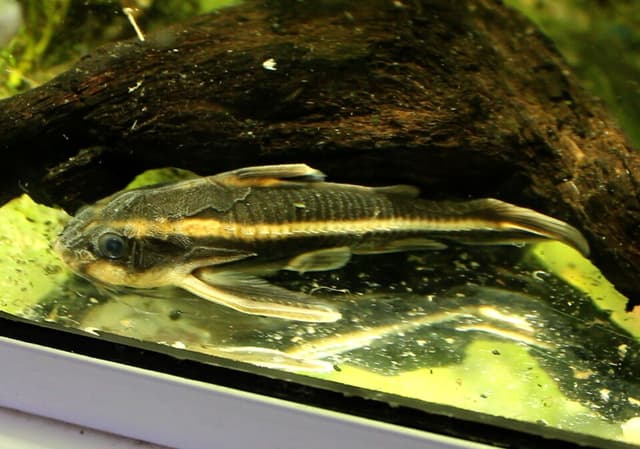 Striped Raphael Catfish
