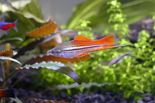 Swordtail