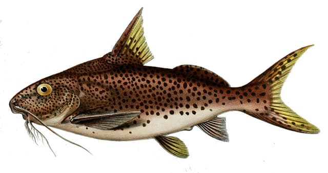 Cuckoo Synodontis