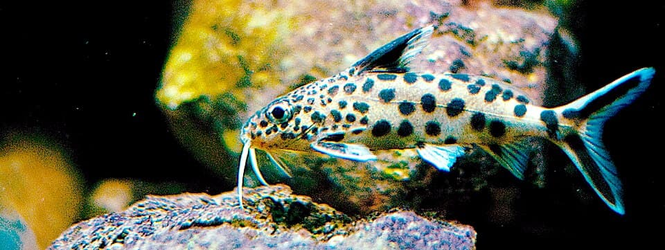 Cuckoo Synodontis