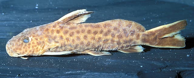 Cuckoo Catfish