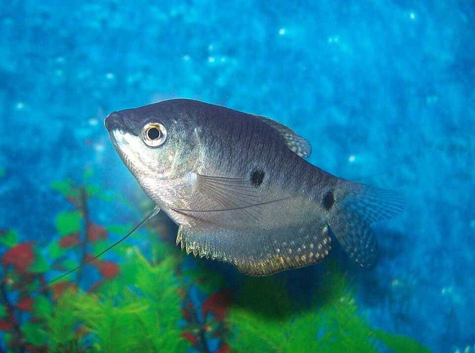 Three-Spot Gourami