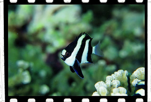 Three-Stripe Damselfish
