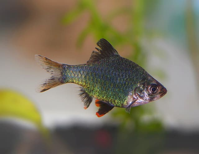 Tiger Barb