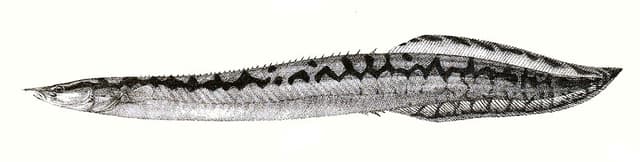 Tire Track Eel