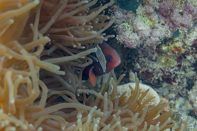 Tomato Clownfish