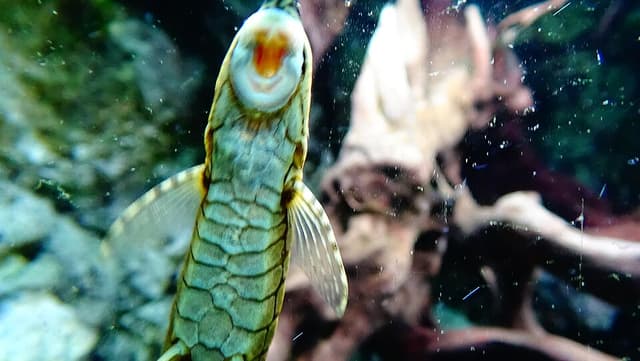 Twig Catfish
