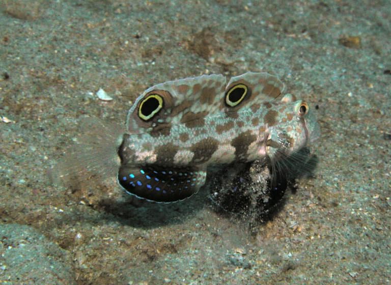 Two-Spot Goby