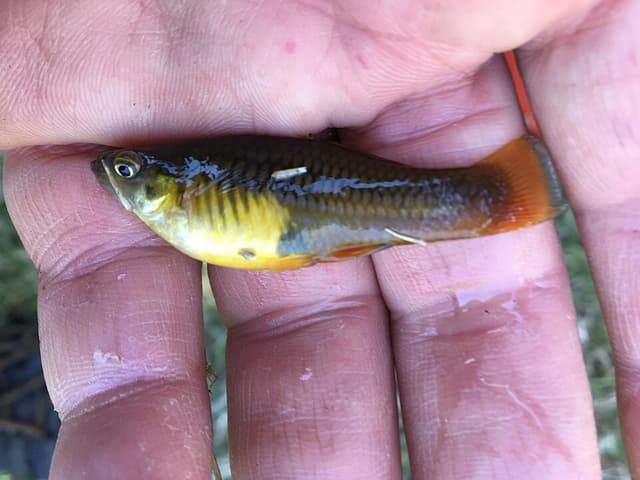 Variatus Platy