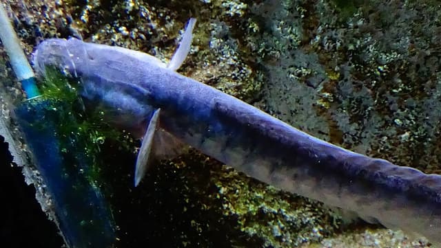 Violet Goby