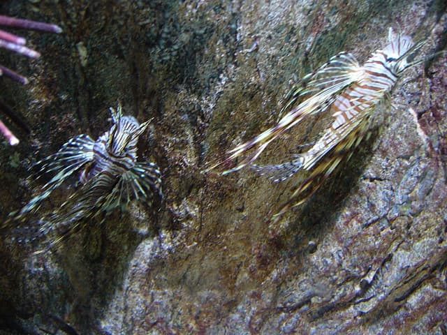 Volitans Lionfish
