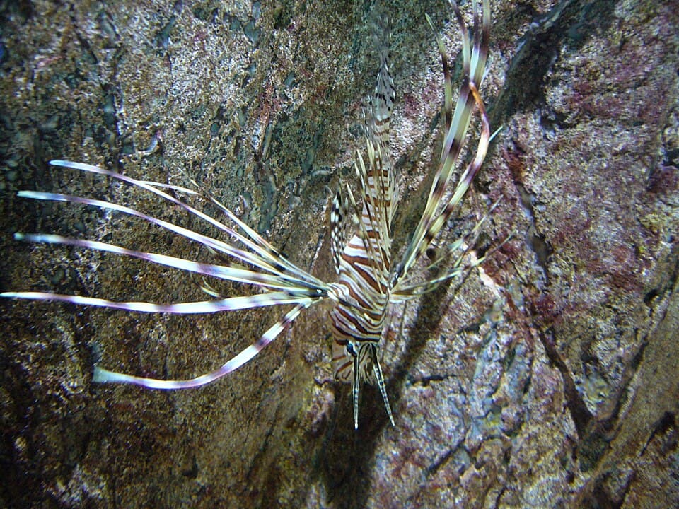Volitans Lionfish