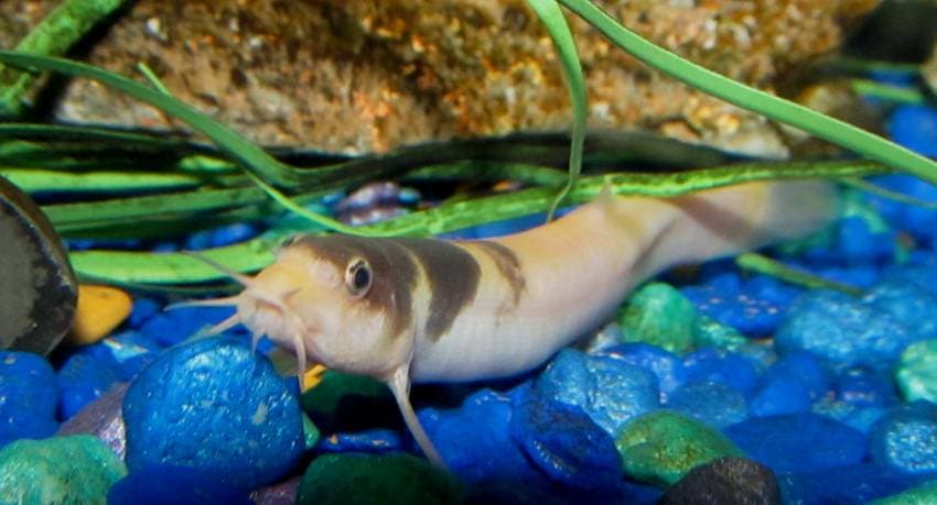 Weather Loach