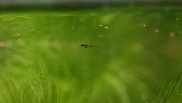 White Cloud Mountain Minnow