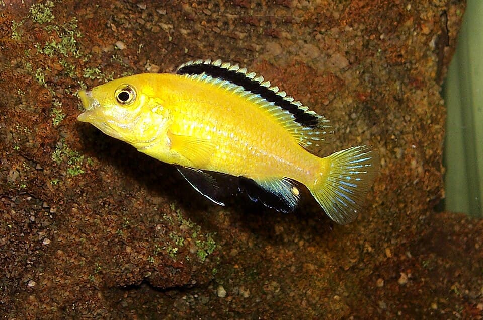 Yellow Lab Cichlid