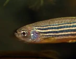 Zebra Danio
