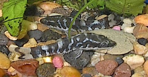 Zebra Oto