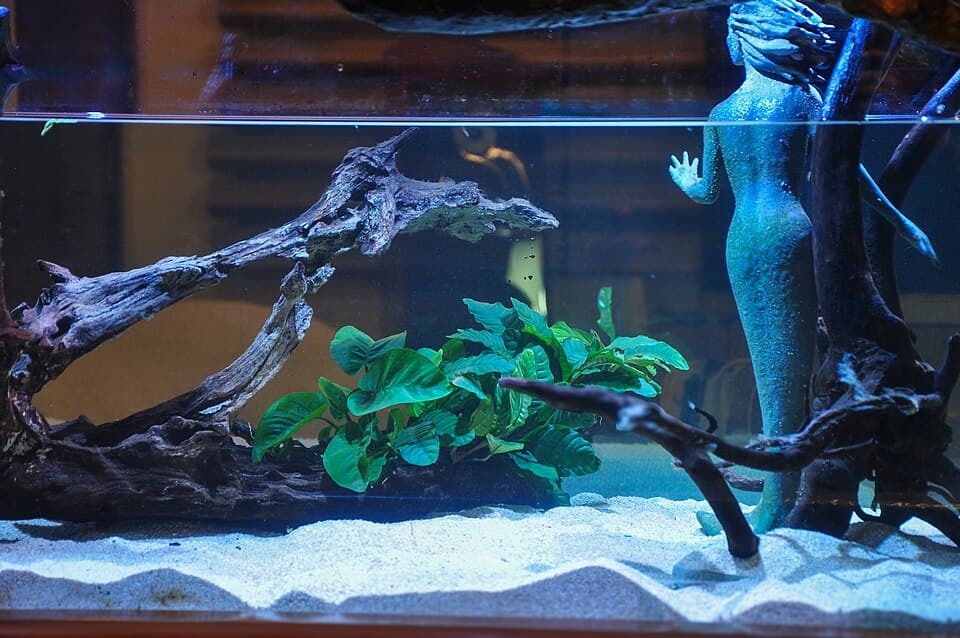 Anubias Barteri
