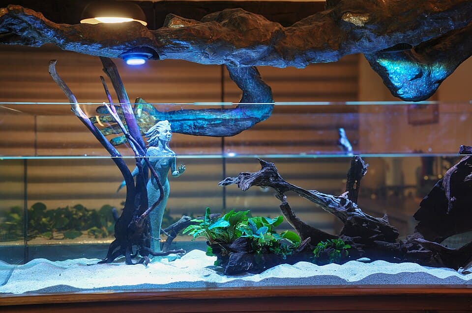 Anubias Barteri