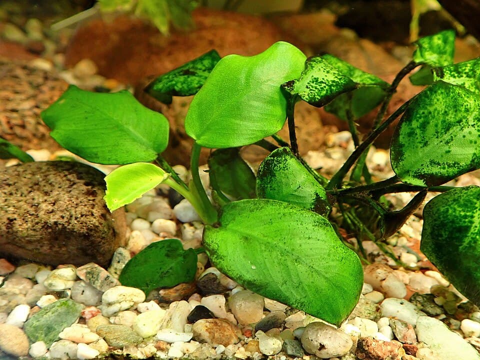 Anubias Nana