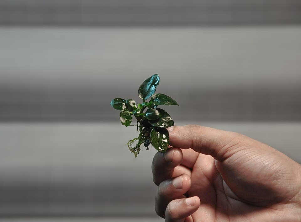 Anubias Nana Petite