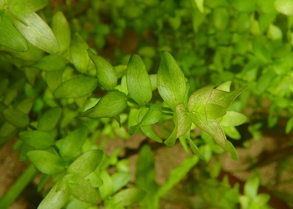 Bacopa caroliniana