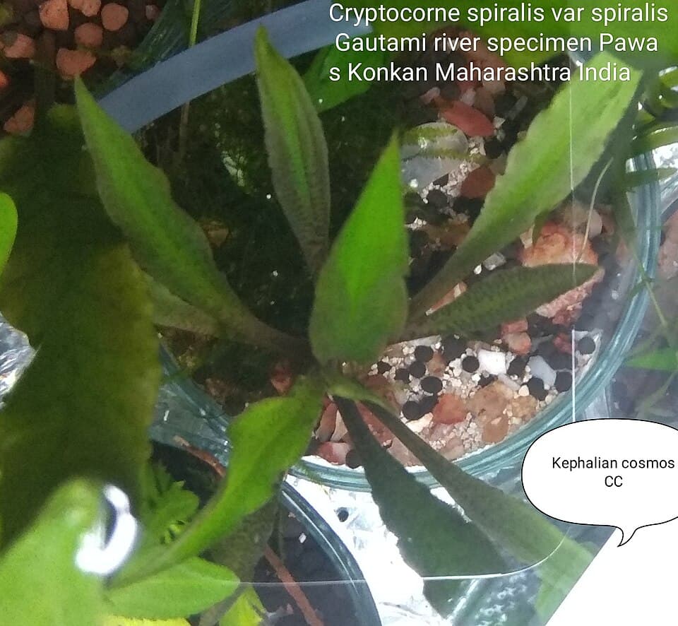 Cryptocoryne Spiralis