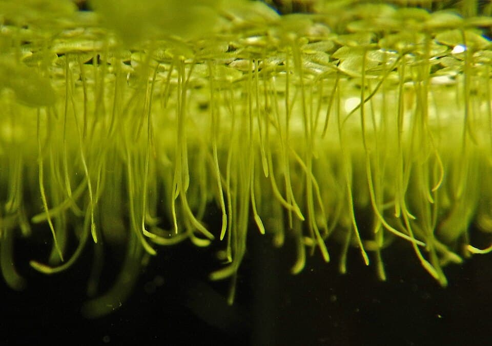 Duckweed