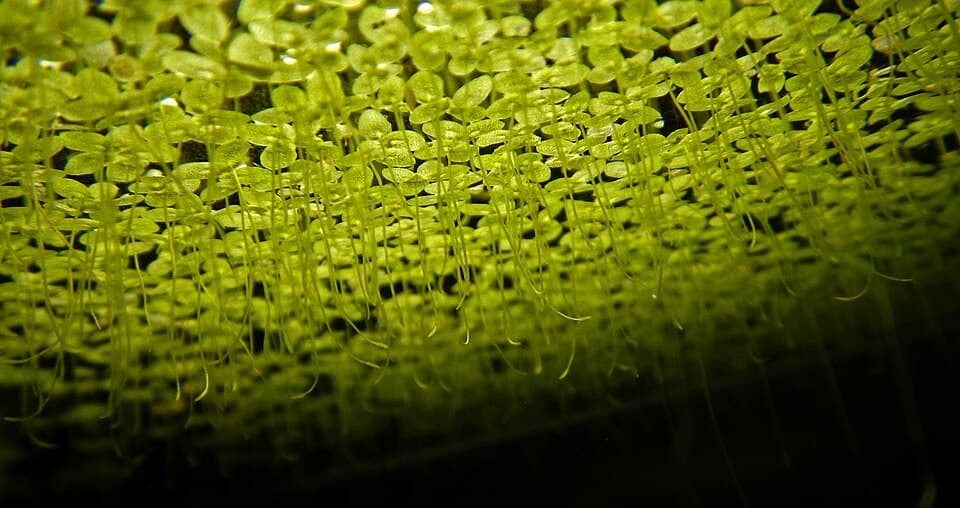 Duckweed