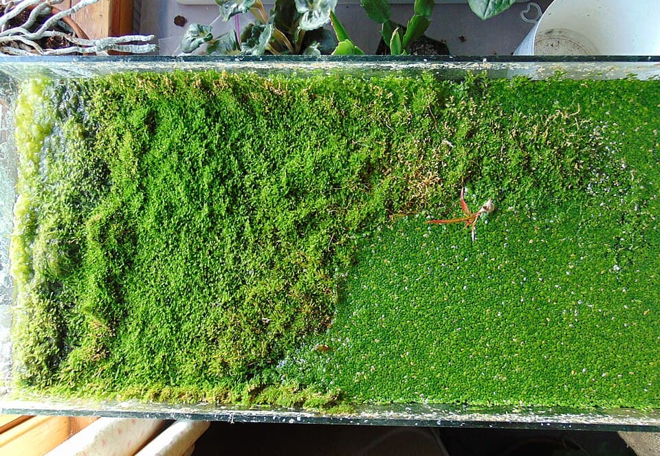 Duckweed