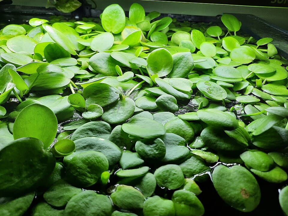 Amazon Frogbit