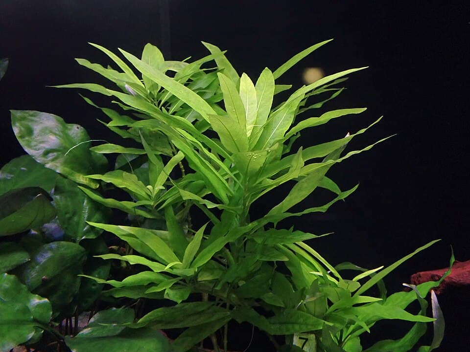 Temple Plant