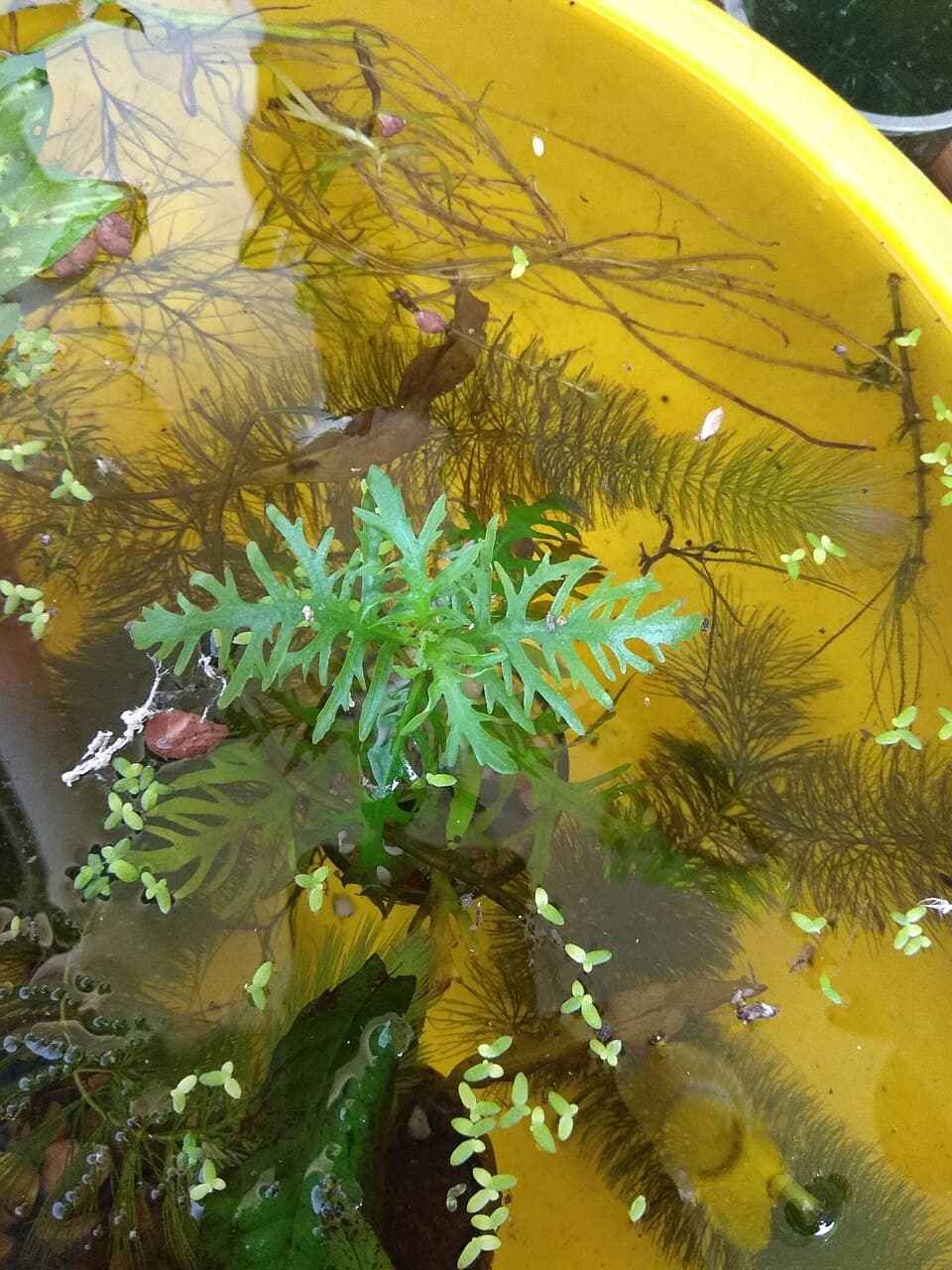 Water Wisteria