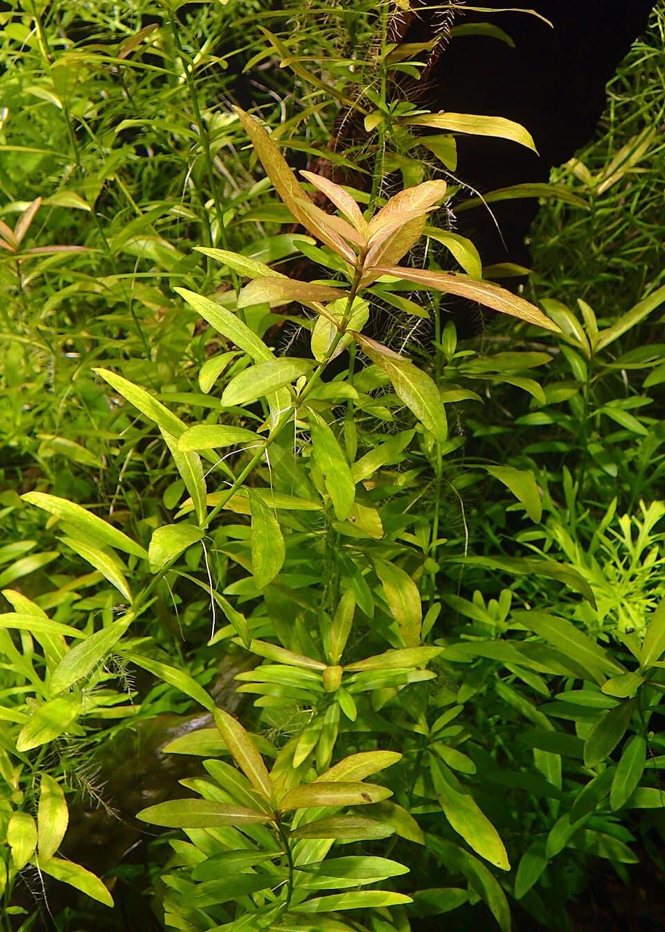 Hygrophila polysperma