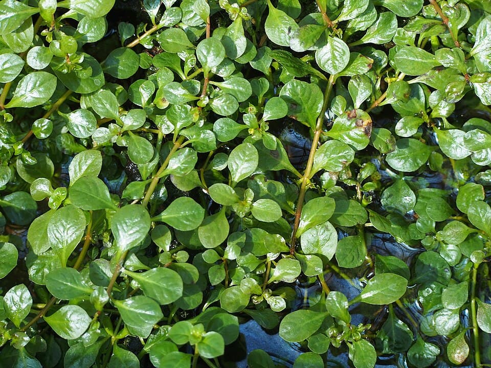 Ludwigia repens