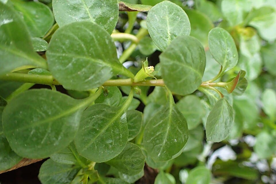 Ludwigia repens